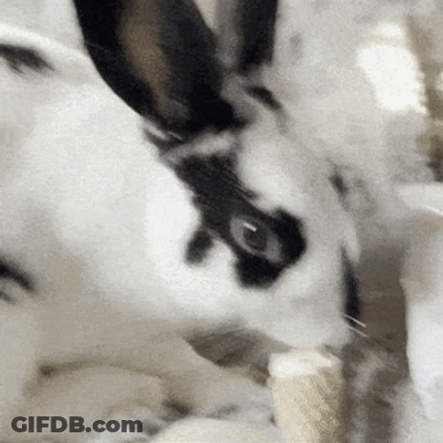 Thumper GIF