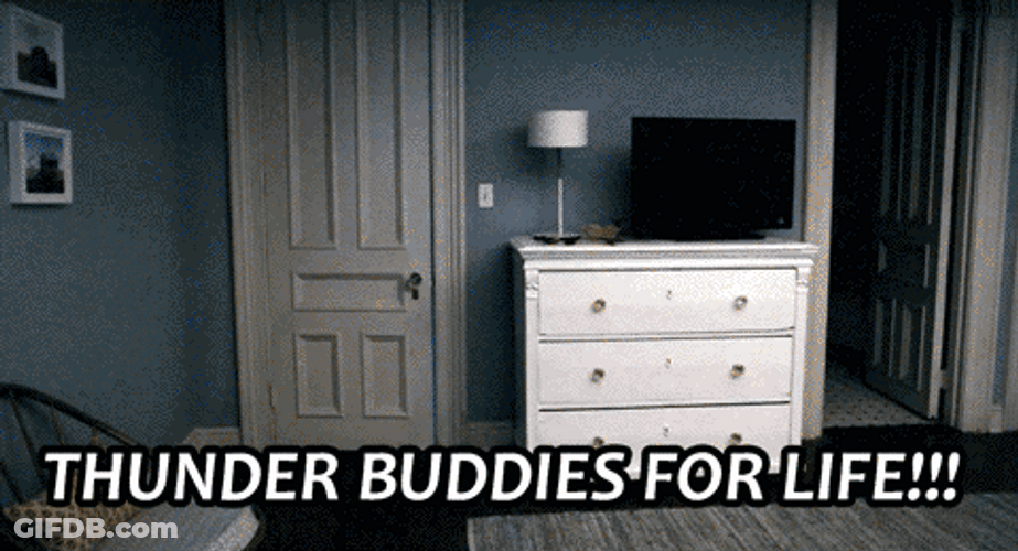 Thunder Buddy For Life Bear Runs To Bed GIF