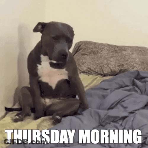 Thursday Morning Lazy Dog GIF