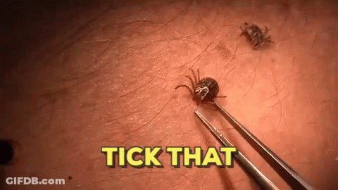 Tick Removed From Skin With Tweezers GIF