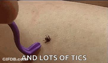 Tick Removed With Purple Tick Removal Tool GIF