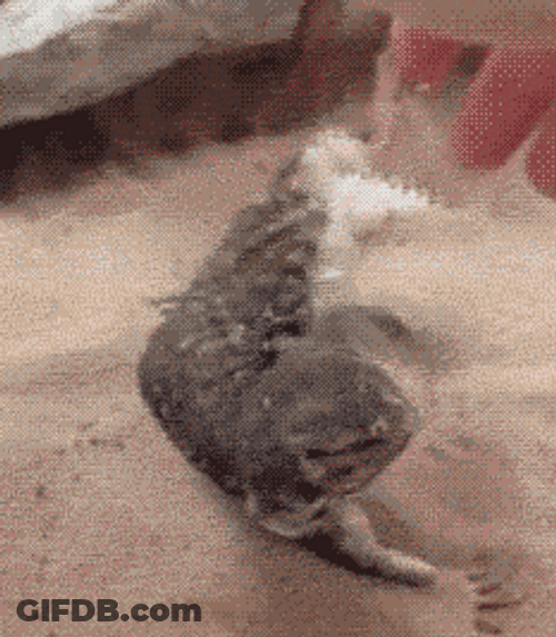 Tickle Belly Rub Lizard GIF