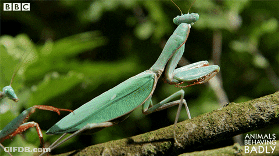 Tickle Praying Mantis BBC GIF