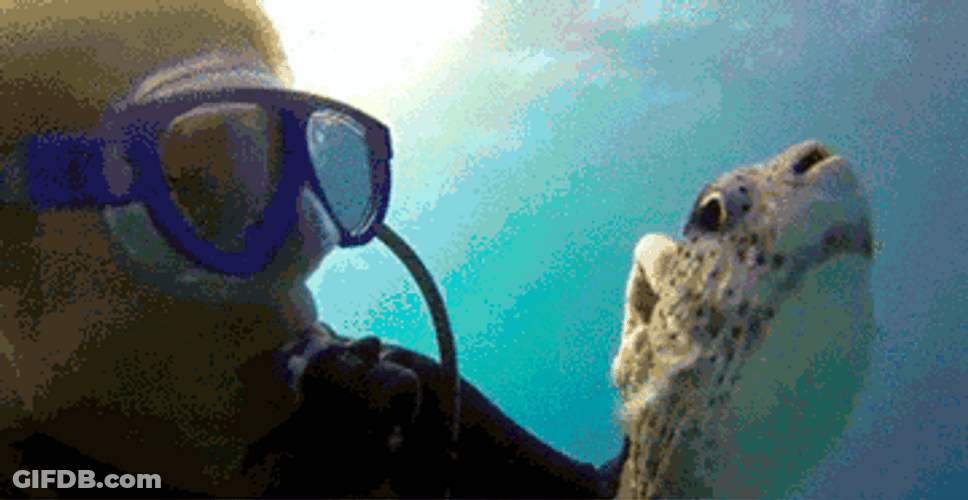 Tickle Puffer Underwater GIF