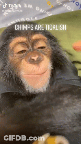 Tickled Chimpanzee Chimps Are Ticklish GIF