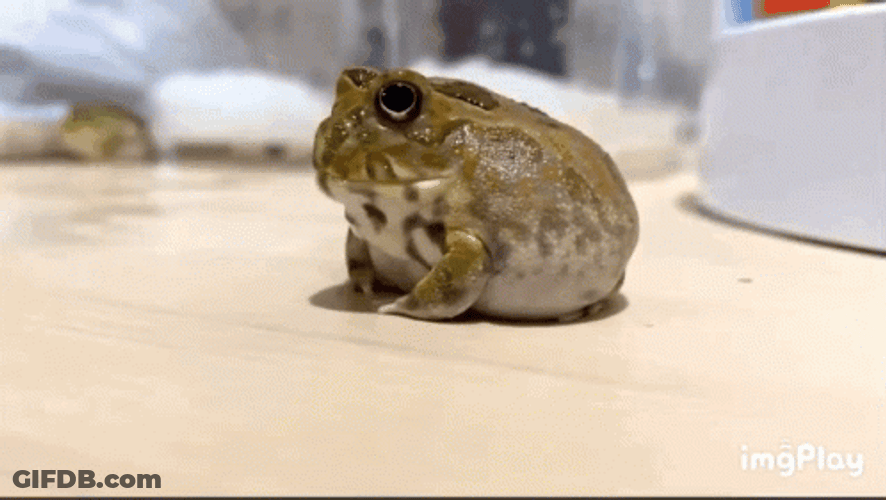 Tickling Annoyed Cute Frog GIF