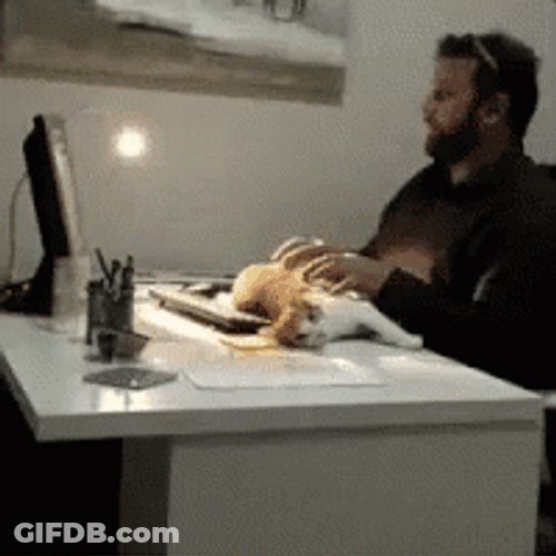 Tickling Cat In Front Of Computer GIF
