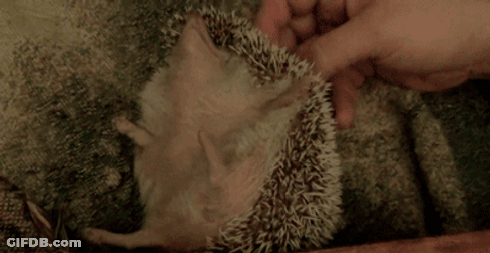 Tickling Little Hedgehog GIF
