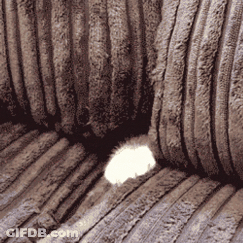 Tickling Safe Hiding Cute Cat GIF