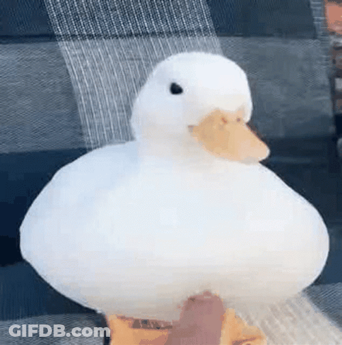 Tickling The Cute Duck GIF