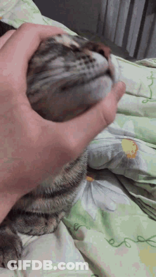 Tiftik Cat GIF
