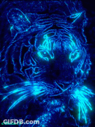 Tiger Akela73 GIF