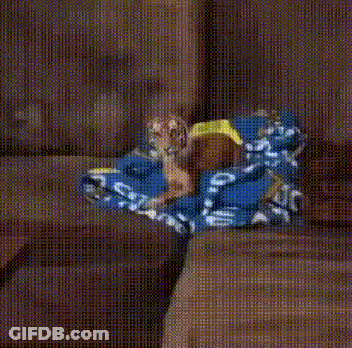 Tiger And Dog Standing Next To Couch GIF