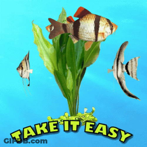 Tiger Barbs Take It Easy GIF