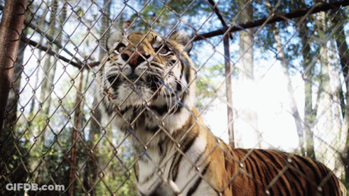 Tiger Behind Chain Link Fence Looking Out GIF