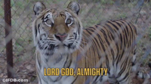 Tiger Behind Chain Link Fence Lord God Almighty GIF