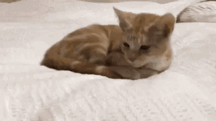 Tiger Cat Snuggling GIF
