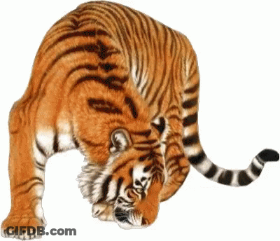 Tiger Cleaning Itself With Long Tail GIF