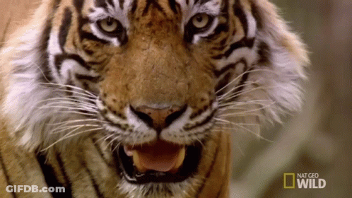 Tiger Close Up National Geographic Wild GIF