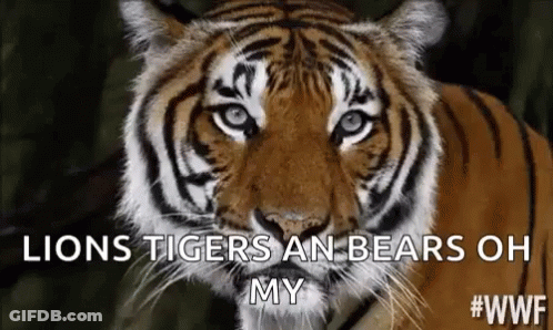 Tiger Close-Up Saying Lions Tigers Bears Oh My GIF