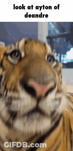Tiger Close Up Saying Look At Ayton Of Deandre GIF