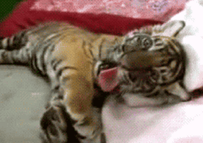 Tiger Cub Animal Yawning GIF