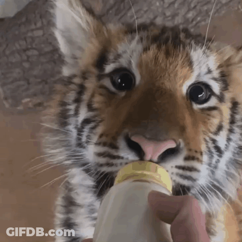 Tiger Cub Drinking From Baby Bottle GIF
