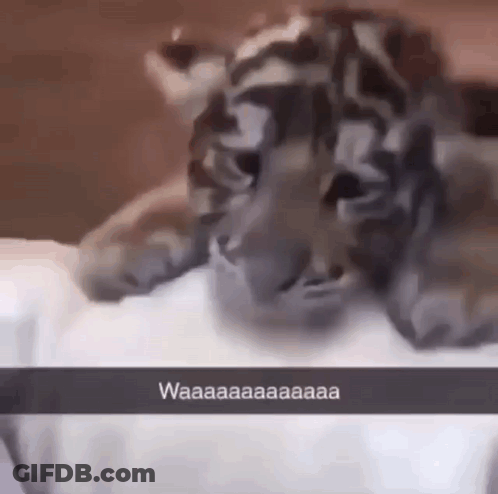 Tiger Cub Laying On Bed Saying Waaaa GIF
