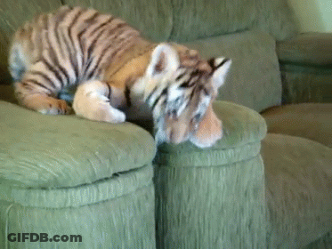 Tiger Cub Laying On Couch Looking Down GIF