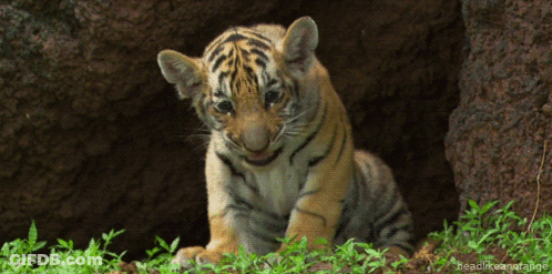 Tiger Cub Looking Out Of Grass Hole GIF