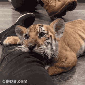 Tiger Cub On Leg Looking At Camera GIF