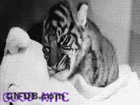 Tiger Cub Petting Stuffed Animal Good Nite GIF