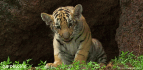 Tiger Cub Sitting In Grass Looking At Camera Headlineanimate GIF