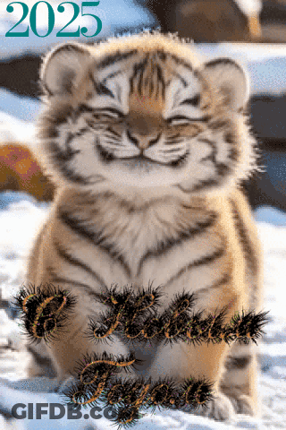 Tiger Cub Sitting In Snow 2025 GIF