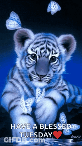 Tiger Cub With Butterflies Saying Have A Blessed Tuesday GIF