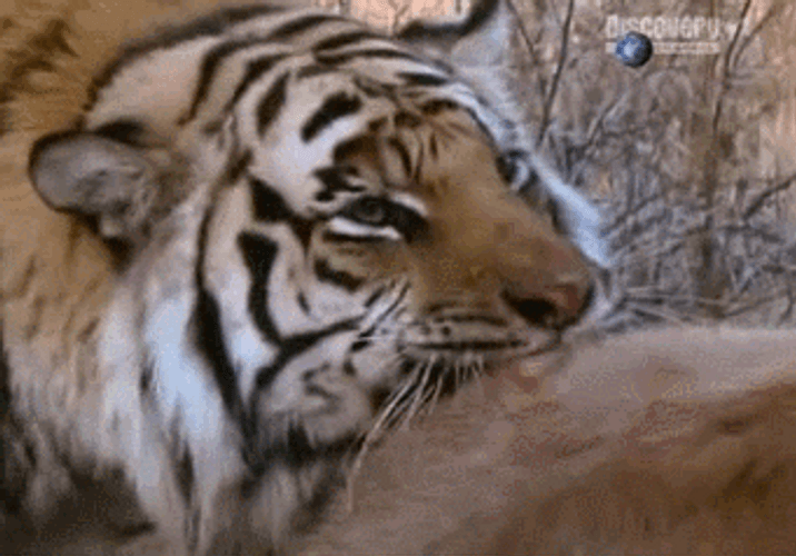 Tiger Discovery Channel GIF