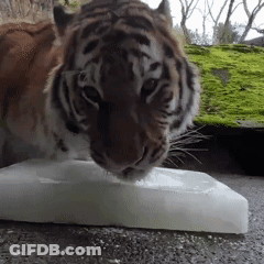 Tiger Drinking From A Piece Of Ice GIF