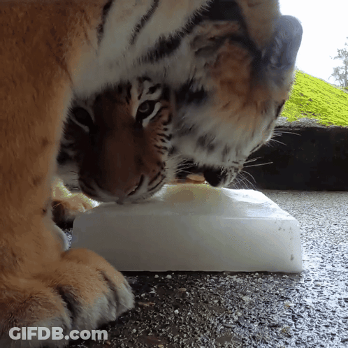 Tiger Eating Ice On Ground GIF