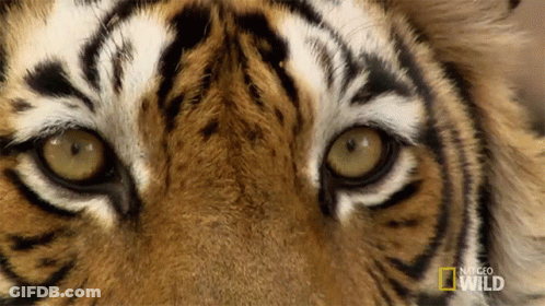 Tiger Eyes With National Geographic Wild Logo GIF