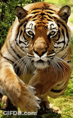 Tiger Face And Paws Close Up GIF