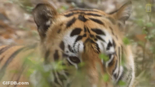 Tiger Face Behind Leaves GIF