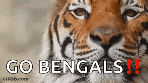 Tiger Face Close Up Go Bengals GIF
