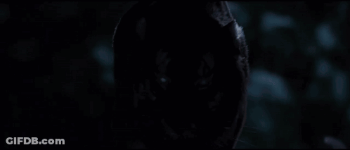 Tiger Face Close Up In Dark Room GIF