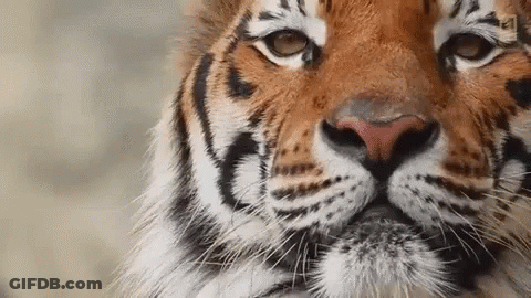 Tiger Face Close Up Looking At Camera GIF