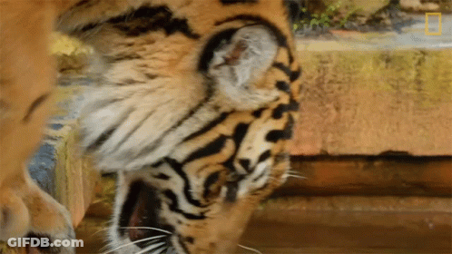 Tiger Face Close Up National Geographic GIF