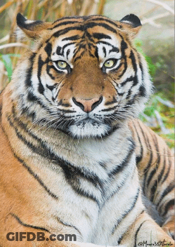 Tiger Face Close Up With GMW33Florals Watermark GIF