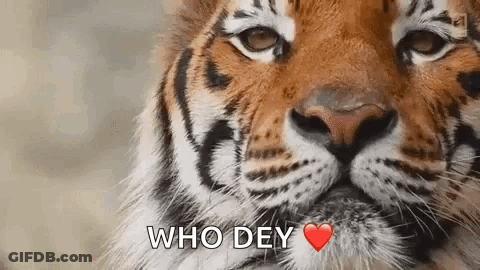 Tiger Face Saying Who Dey With Heart GIF