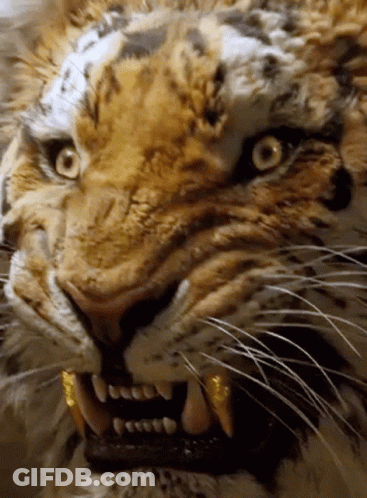 Tiger Face Showing Teeth GIF