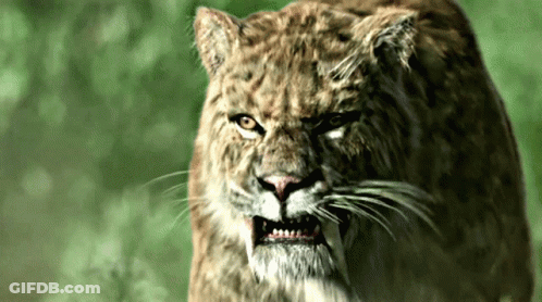 Tiger Face With Mouth Open GIF
