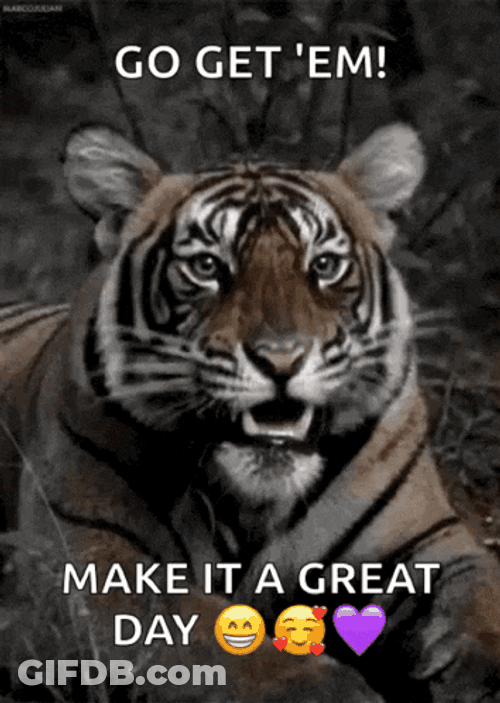 Tiger GIF